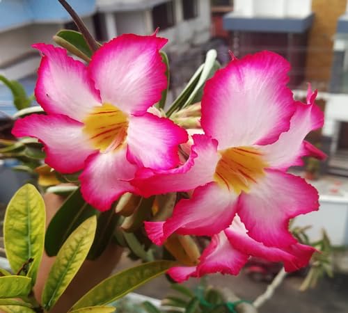 pink adenium flower seeds