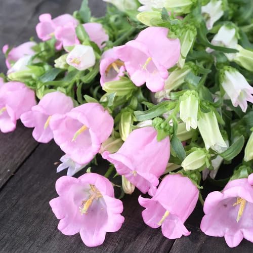 Pink Campanula Flower Seeds