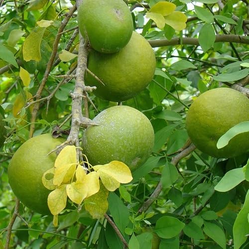 Green Bael Fruits . Fruit Seeds Premium Home Collection for Backyard Growing