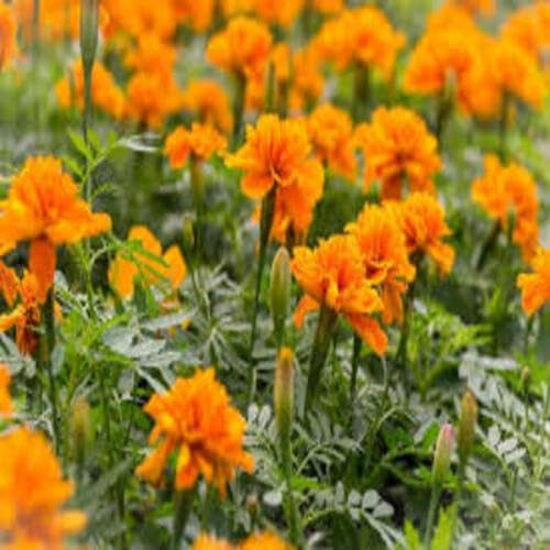 Orange Tagetes Flower Seeds