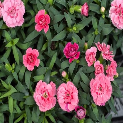 Pink Light Camellia Flower Seeds