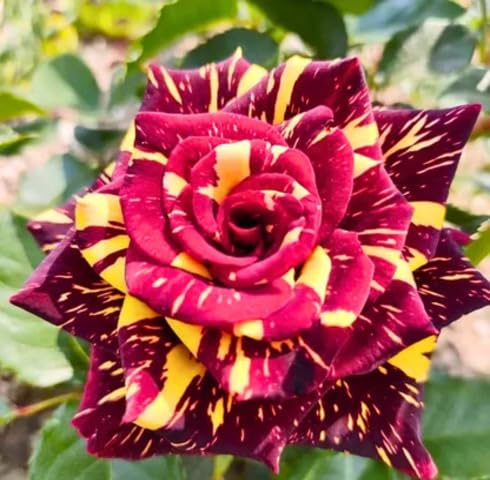 Red Yellow Rose Flower Seeds