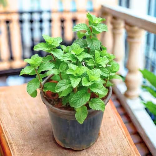 Mint Plant Seeds herb seeds - healthy herbs, kitchen garden garden seeds