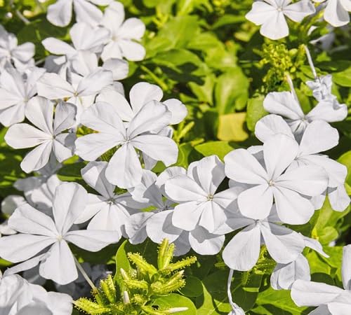 Red Plumbago Flower Seeds