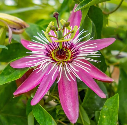 Pink Passiflora Flower Seeds - Heirloom Non GMO High Germination Seeds