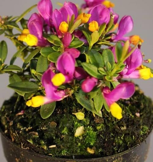 Pink Yellow Polygala Flower Seeds