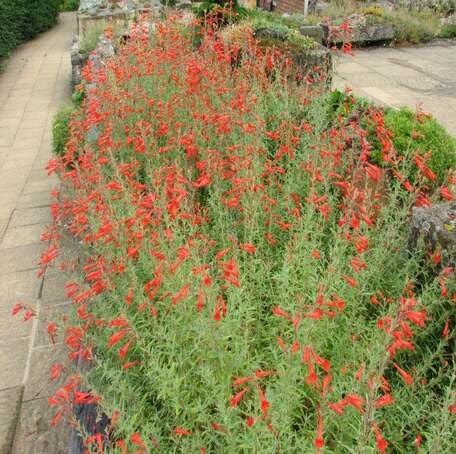 Red Epilobium Canum Flower Seeds