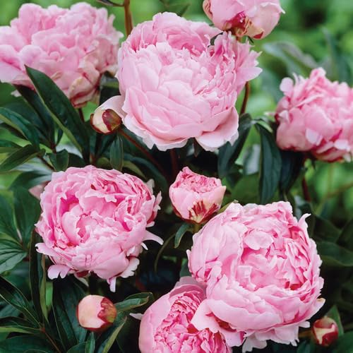Pink Pale Peony Flower Seeds
