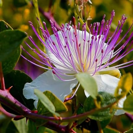 Capparis Flower Seeds