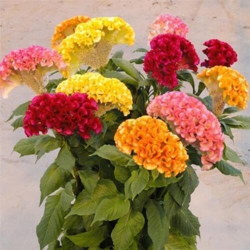 Mixed Cockscomb Flower Seeds