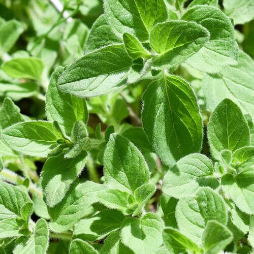 Green Oregano Plant Seeds herb seeds - healthy herbs, kitchen garden garden seeds
