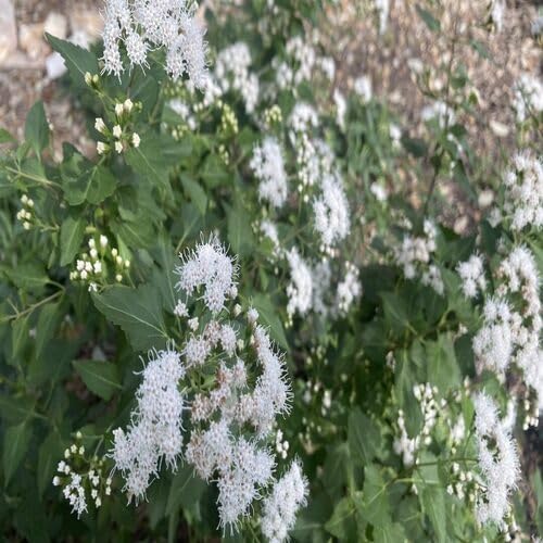 white mist flower seeds