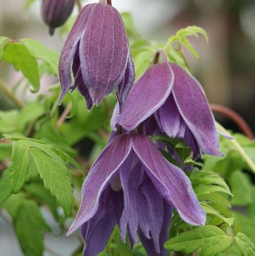 Purple macropetala Flower Seeds