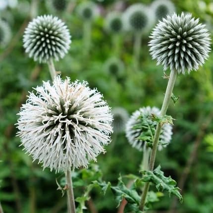 Echinops Flower Seeds