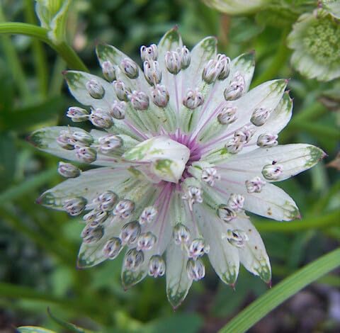 White Astrantia Flower Seeds