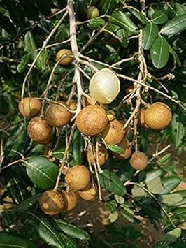 longan fruit for planting Fruit seeds