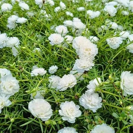 White Portulaca Grandiflora Flower Seeds