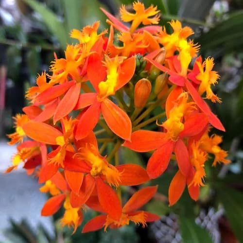 Orange Epidendrum rubrum Flower Seeds