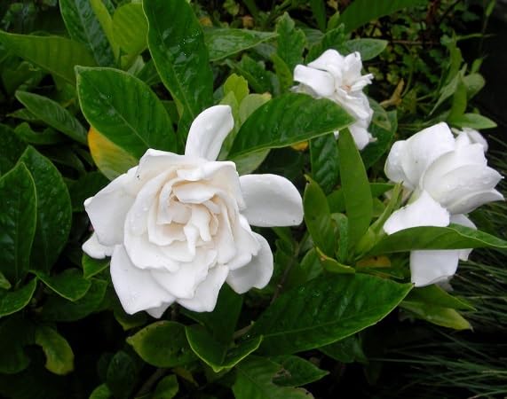 Jasmine Flower Seeds