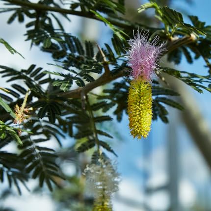 Pink Yellow Dichrostachys Flower Seeds