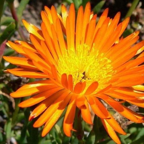Orange Delosperma Flower Seeds