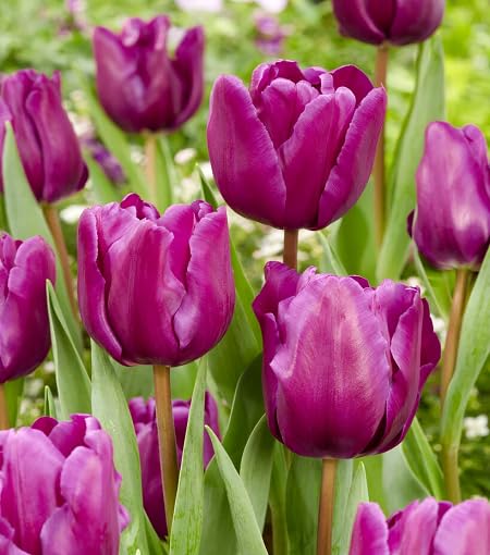 Purple Tulip Flower Seeds