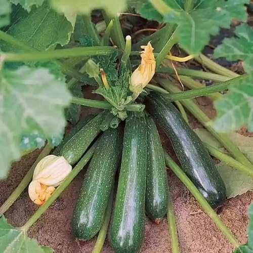 Zucchini Green vegetable seeds for Home Gardening, Organic Raised Bed Garden Favorite for kitchen garden planting