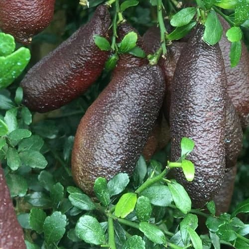 Black Finger Limes Citrus . Fruit Seeds organic garden seeds