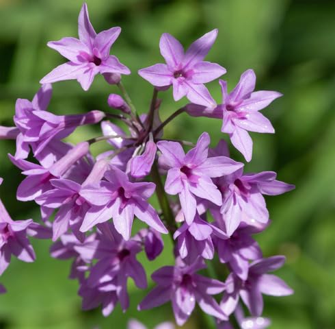 Pink Tulbaghia Violacea Flower Seeds