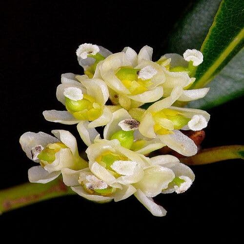 White Laurus Nobilis Flower Seeds