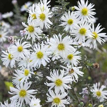 White Aster Flower Seeds