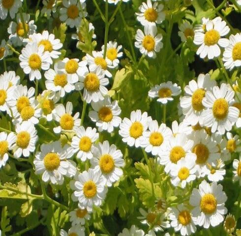 White Tanacetum Parthenium Flower Seeds