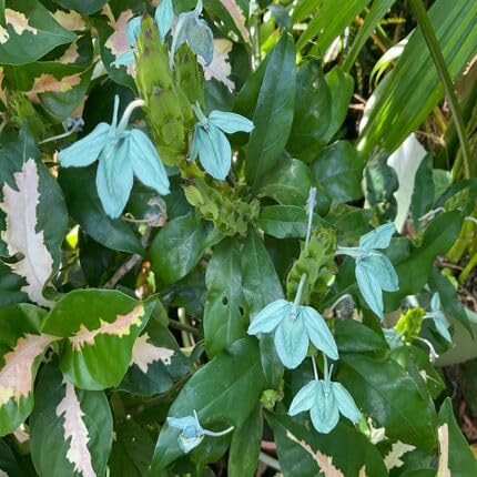 Green Crossandra Flower Seeds
