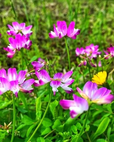 Purple Astragalus Flower Seeds
