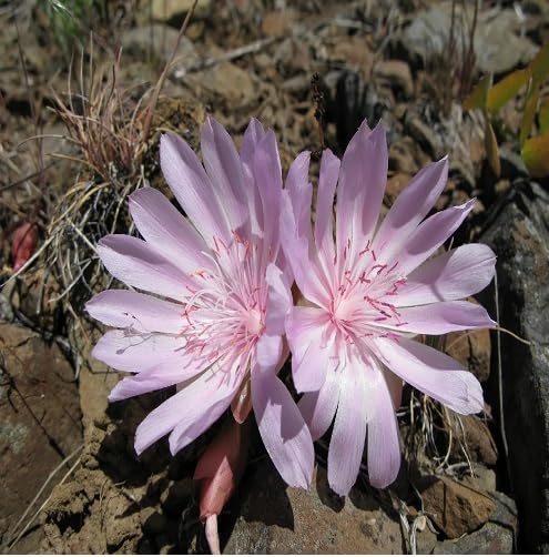 Lavender Rediviva Flower Seeds