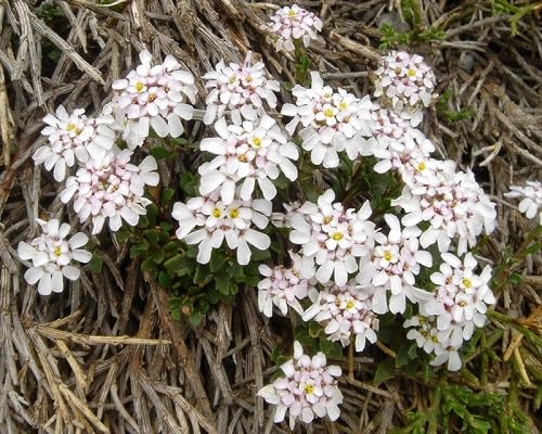 White Aurosica Flowers Seed.