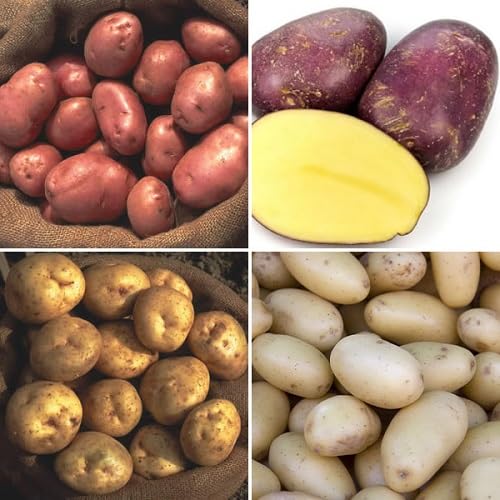 Mixed Potato Vegetables Seeds. vegetable seeds - Heirloom, Organic, Non Gmo Garden Seeds for kitchen garden planting