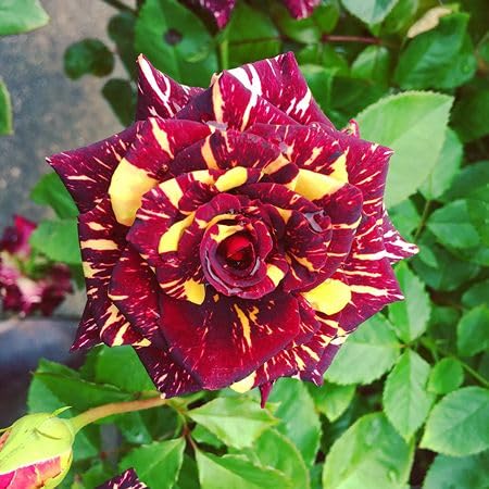 Red Yellow Rose Flower Seeds