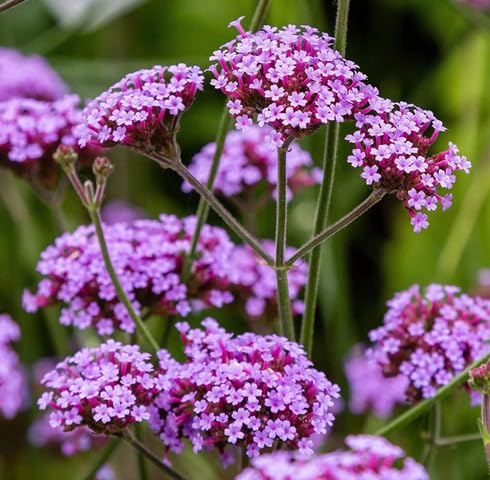 Pink Verbena Bonariensis Flower Seeds
