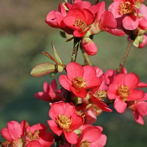 Red Chimonanthus Praecox Flower Seeds