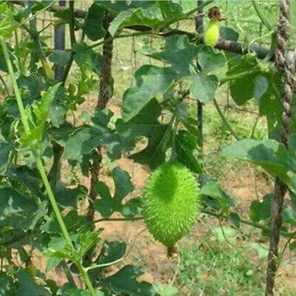 Green Spiny Gourd vegetable seeds for Home Gardening, Heirloom, Non-GMO, High Germination for kitchen garden planting