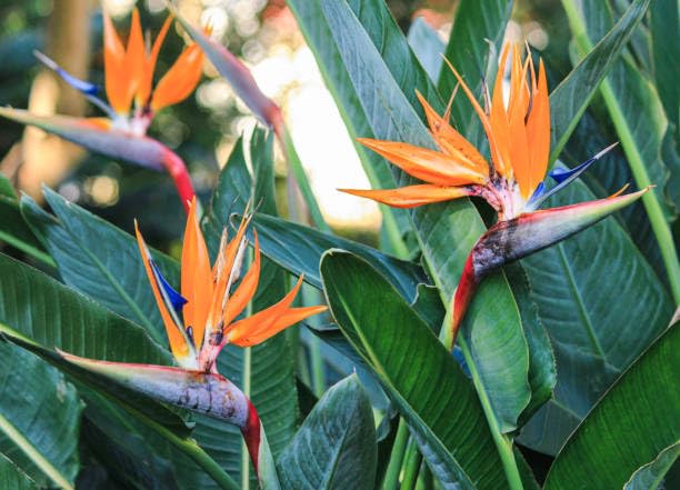 Orange Bird Paradise Flower Seeds