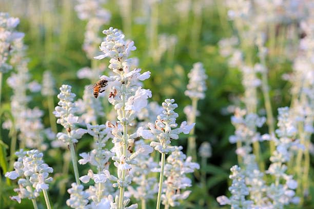 Lavender Flower Seeds