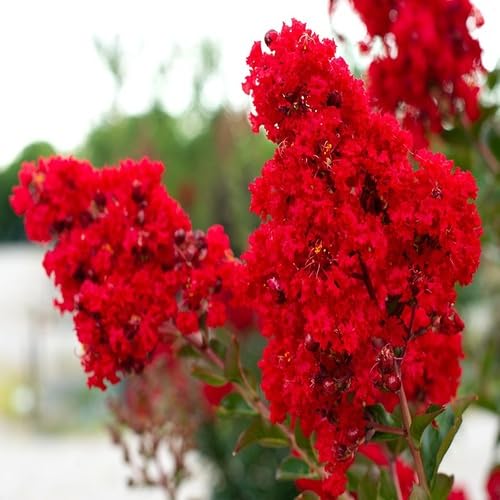 Red Myrtle Flower Seeds