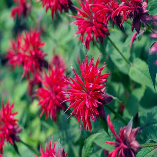 Red Monarda Flower Seeds