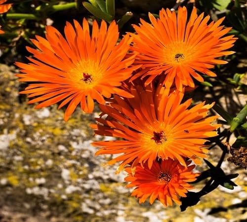 orange mesembryanthemum flower seeds