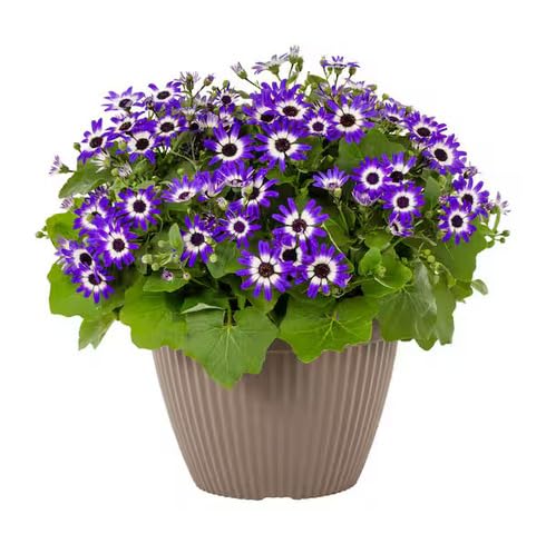 White Violet Cineraria Flower Seeds