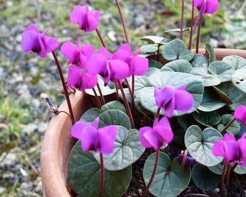 purple cyclamen flower seeds