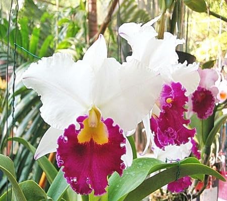 Cattleya Flower Seeds