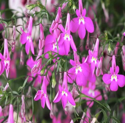 pink lobelia flower seeds